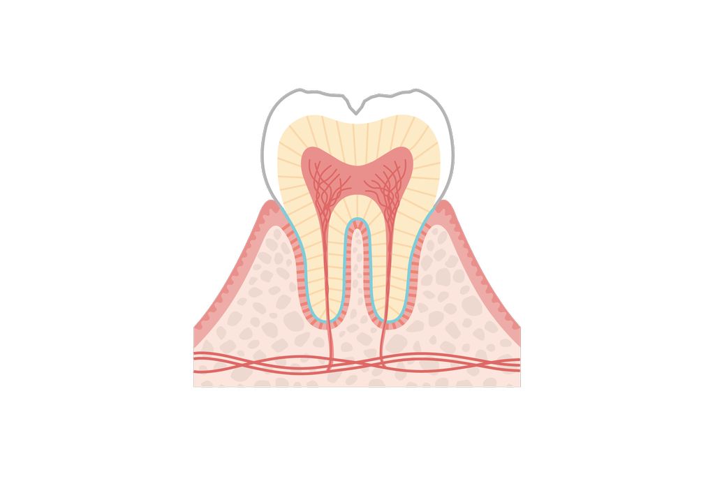 C2(エナメル質~象牙質)